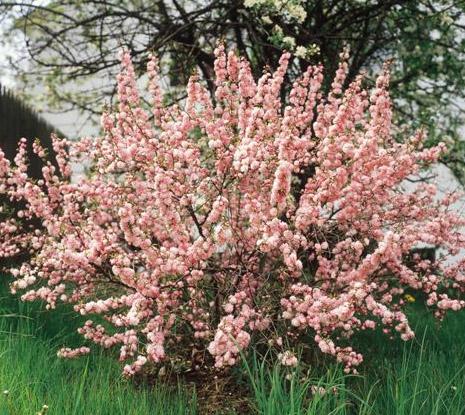almondpinkflowering_lg.jpg