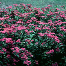 Spirea / Anthony Waterer
