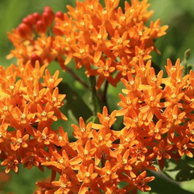 Butterfly Weed