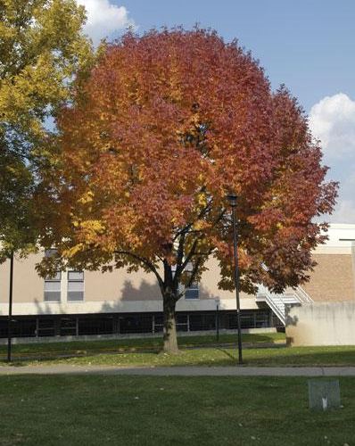 ashautumnpurple_lg.jpg