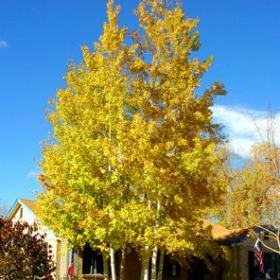 Aspen/ Quaking
