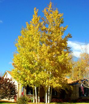 aspen2.jpg