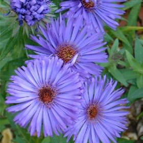 Aster