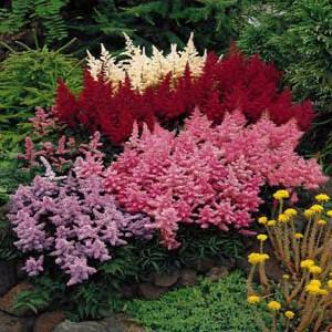 astilbe_lg.jpg