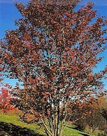 Serviceberry/ Autumn Brilliance