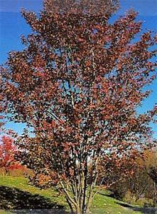 autumnbrillianceserviceberry_lg.jpg