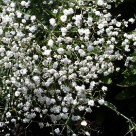 Babys Breath