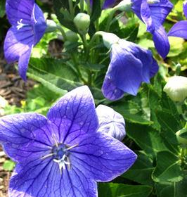 Balloon Flower