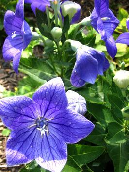 balloonflower_lg.jpg