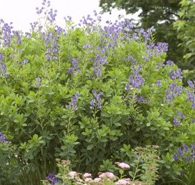 False Indigo