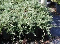 Juniper/ Bar Harbor