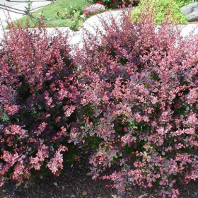 Barberry/ Rosy Glow