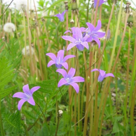 Bellflower