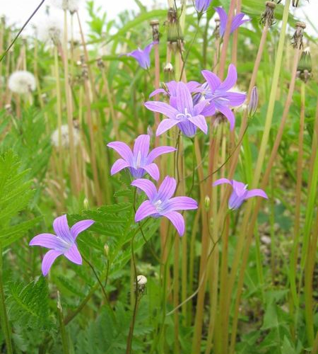 bellflower_lg.jpg