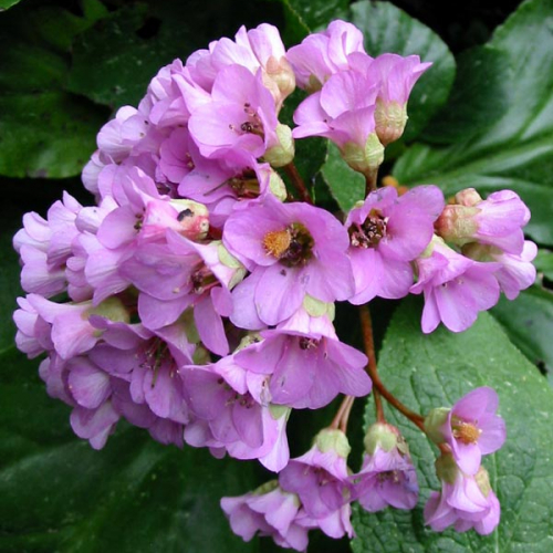 bergenia_lg.jpg