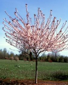 Plum/ Big Cis