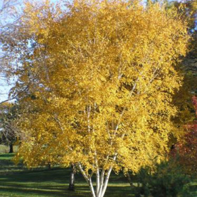 Birch/ Whitespire
