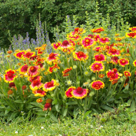 Blanket Flower