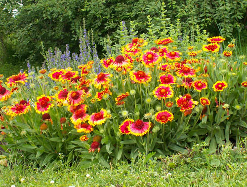 blanketflower_lg.jpg