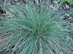 Blue Fescue/ Elijah Blue