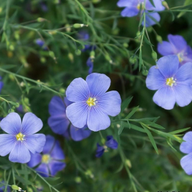 Blue Flax