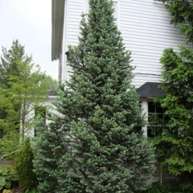 Spruce/ Blue Totem