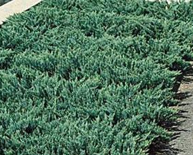 Juniper/ Blue Chip