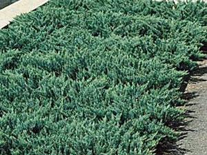 bluechipjuniper_lg.jpg
