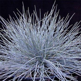 Blue Fescue/ Beyond Blue