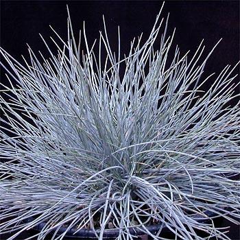 bluefescuegrass_lg.jpg