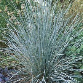 Blue Avena/ Blue Oat Grass