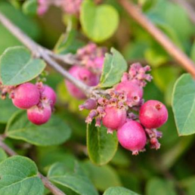 Snowberry/ Hancock