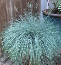 Blue Fescue/ Boulder Blue