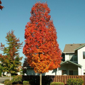 Maple/ Bowhall