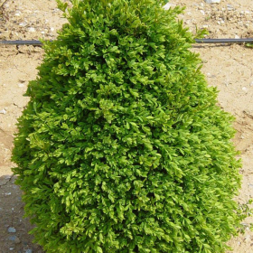Boxwood/ Green Mountain