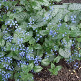 False Forget-Me-Not