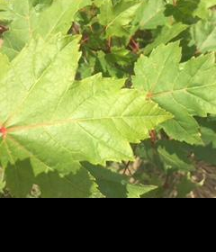 Maple/ Burgundy Belle