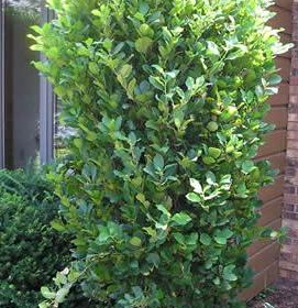 Buckthorn/ Tall hedge