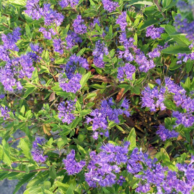 Spirea/ Dark Knight
