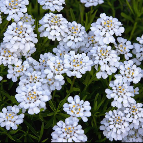 Candytuft