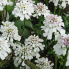 candytuft2_lg.jpg