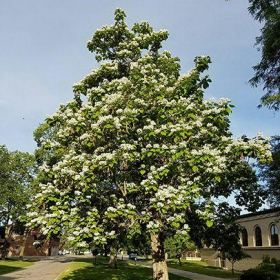 Catalpa