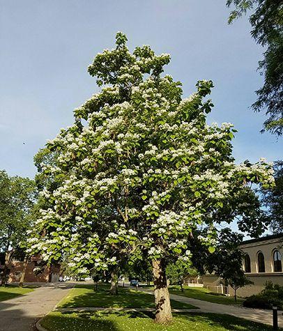 catalpa-website.jpg