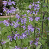 catmint2_lg.jpg