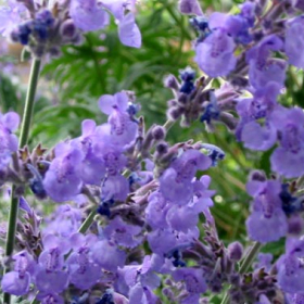 Catmint