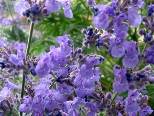 catmint_lg.jpg