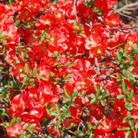 Quince/ Texas Scarlet