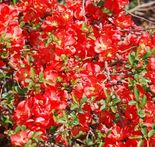 chaenomeles-texas-scarlet-close-up.jpg