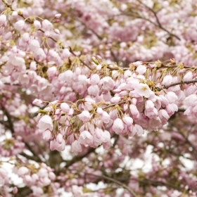 Cherry / Akebono Flowering