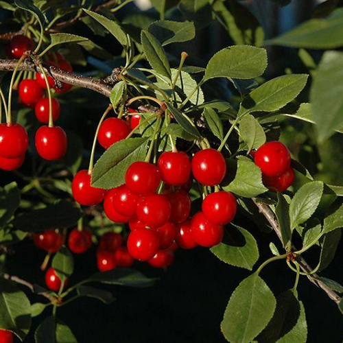 cherry-evans-bali.jpg